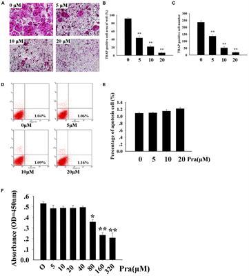 The Beneficial Effect of Praeruptorin C on Osteoporotic Bone in Ovariectomized Mice via Suppression of Osteoclast Formation and Bone Resorption